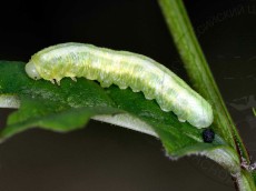 Tomostethus nigritus_старший возраст